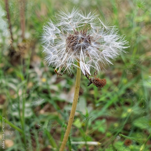 The image is a close-up of a white dandelion flower in an outdoor setting with green grass in the background.