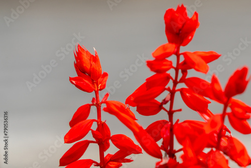 赤いサルビアの花