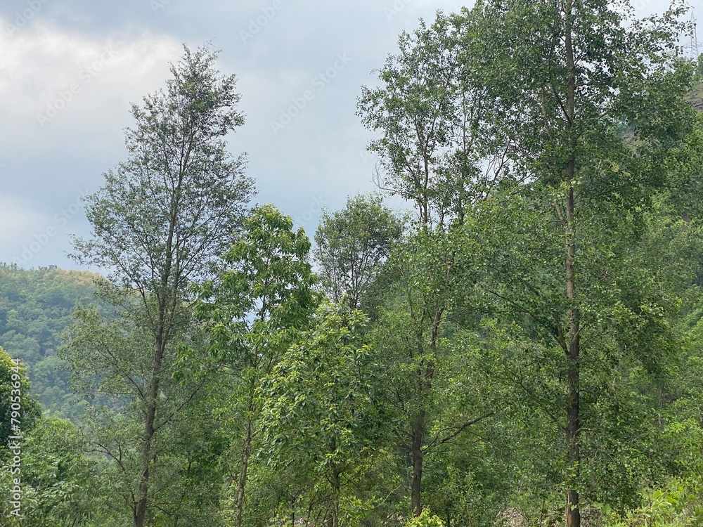 Fototapeta premium nature,insects,bug,plant,green,hill,