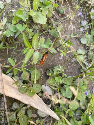 nature,insects,bug,plant,green,hill,