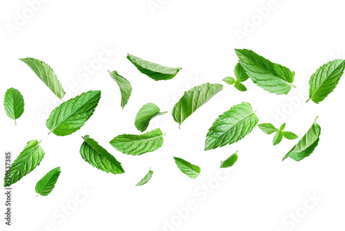 Green Peppermint leaves flying and falling isolated on background, tropical leaf for border element, fresh natural foliage, organic herbal in form of wave and swirl.