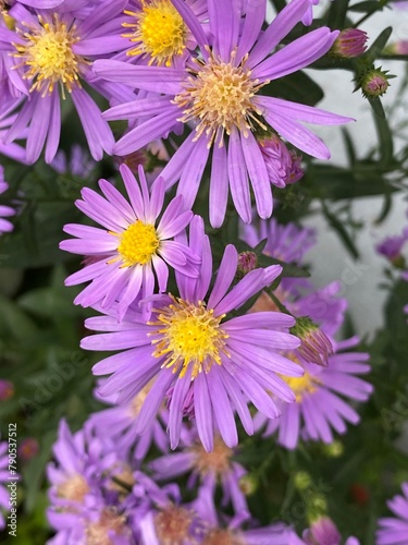 nature insects bug plant green hill 