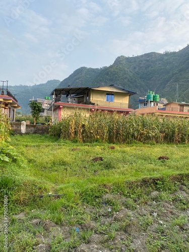 nature,insects,bug,plant,green,hill,