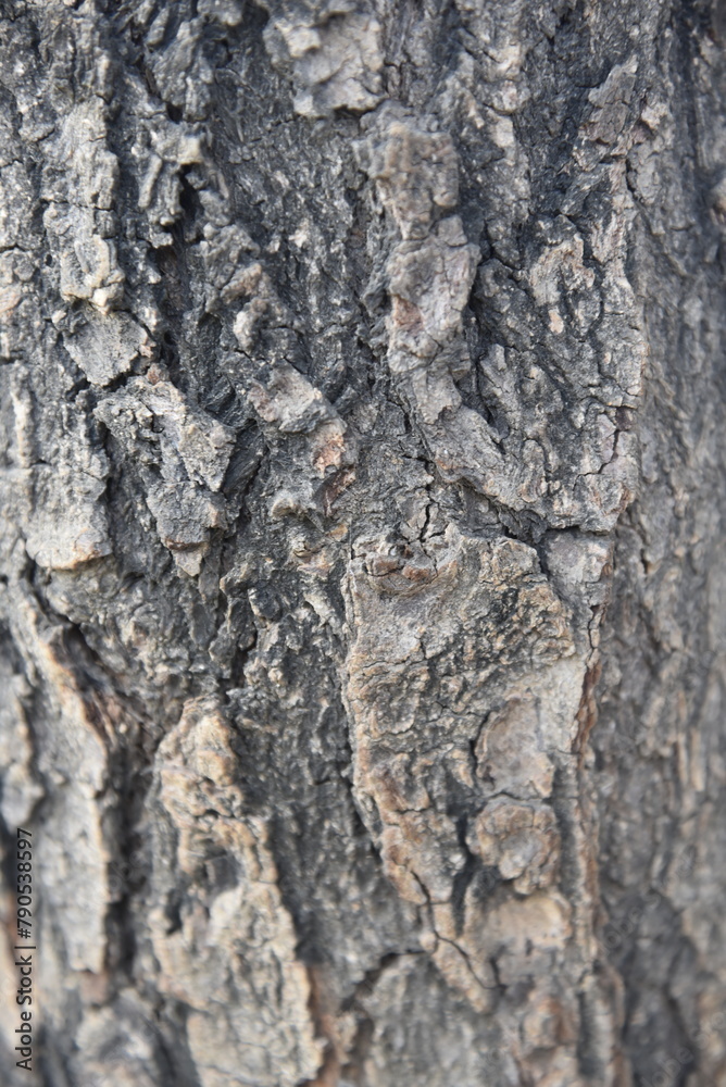 texture of wood texture of wood