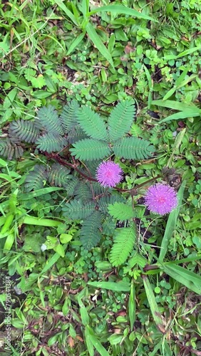 Small purple flowers grow on green grass fields. This flower is surrounded by other plants and grasses, creating a peaceful and calm atmosphere. Trying to touch the leaves of Mimosa pudica