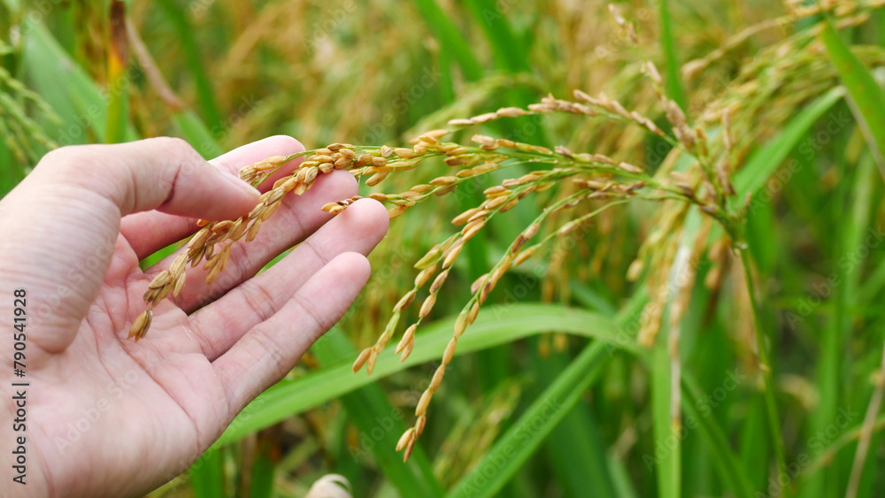 Farmer's hands holding and examining rice on his plantation land