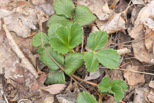 Closeup of a young strawberry plant with green leaves growing in the forest on dry ground, with some old leaves around it.