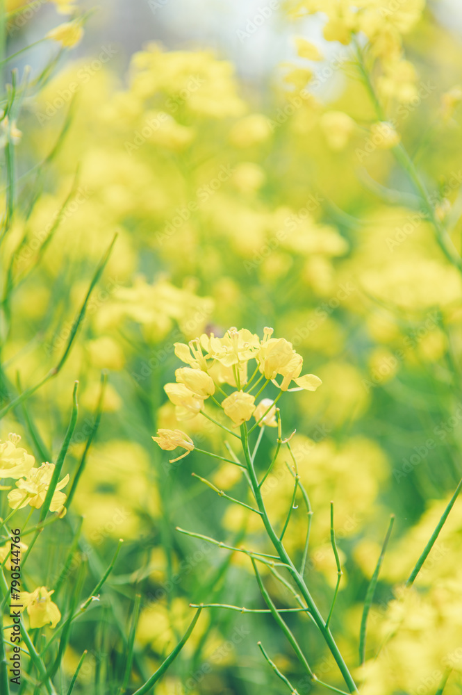 Obraz premium フィルム風のさくら