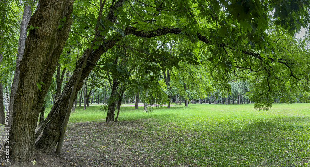 Obraz premium big old trees in city public park. green summer landscape. panorama.