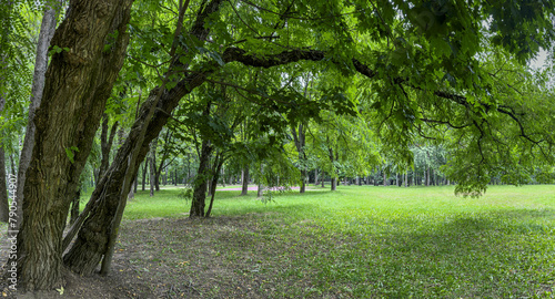 big old trees in city public park. green summer landscape. panorama.