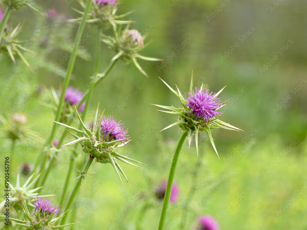 thistle thorn thistle thorn