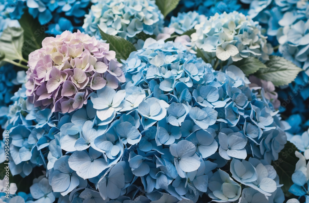 Blue hydrangea flowers background close up top view Blue hydrangea flowers background close up top view