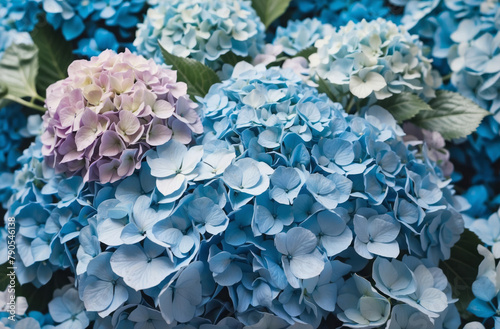 Blue hydrangea flowers background close up top view