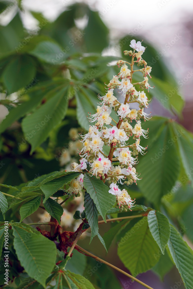 Color Chestnut Color Chestnut