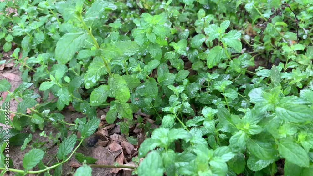 Peppermint. Spearmint. Mint. Close-up shot of natural mint leaf in the nature place. 4k footage. Peppermint. Spearmint. Mint. Close-up shot of natural mint leaf in the nature place. 4k footage.