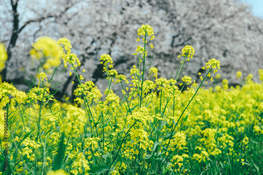 Obraz premium 桜と菜の花 フィルム写真