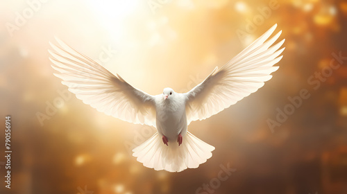 Beautiful white dove spreads its wings and flies in the sun © Derby