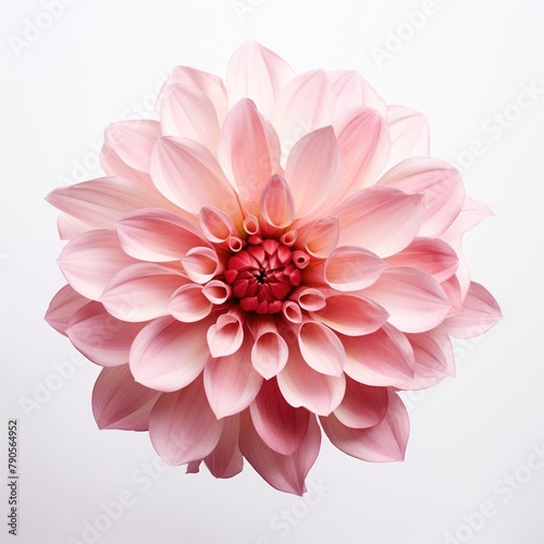 Pink Dahlia Elegance