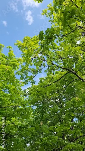 Chestnut branches Sway in the Wind against the blue Summer Sky. Atmosphere Spring Nature background. Vertical video can used Social Media Reels Background. 
