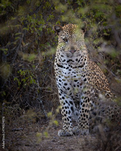 Young male leopard in the wildlife estate