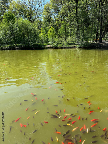 Fish in the pond at Debrecen city  Hungary