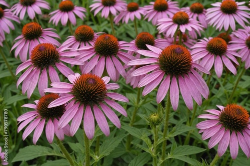 Eastern purple coneflower or Purple coneflower  Echinacea purpurea 