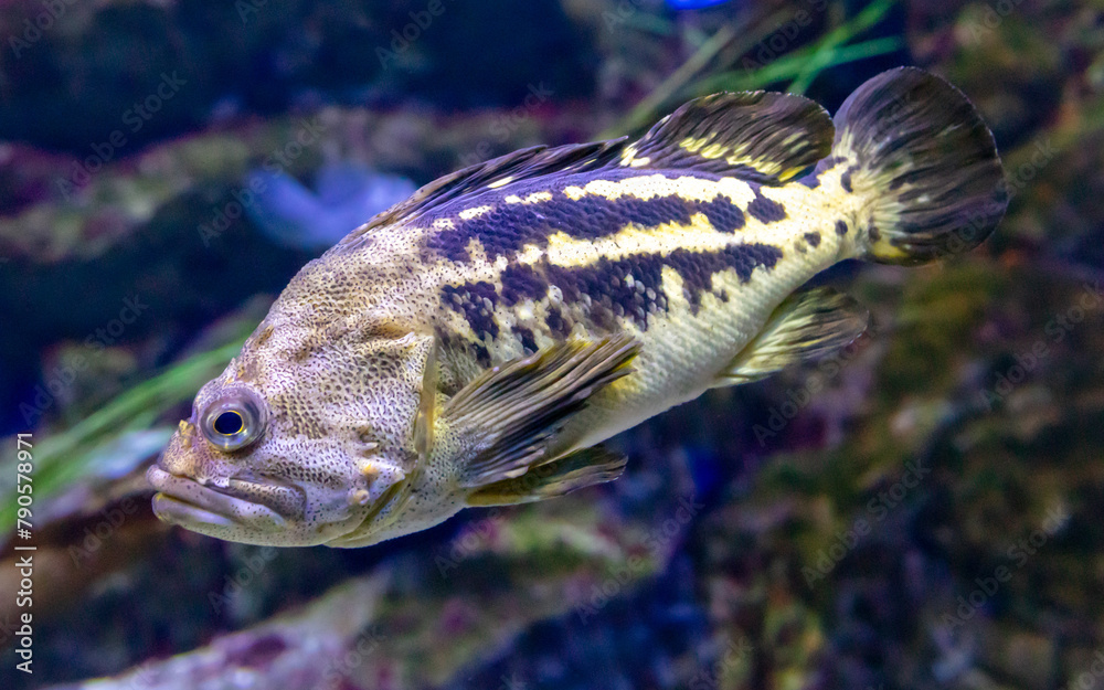 Close up of a fish in an aquarium, shallow depth of field - obrazy, fototapety, plakaty 