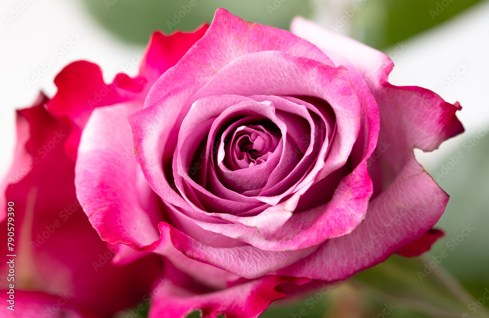 One rose flower on a white background. Close-up One rose flower on a white background. Close-up