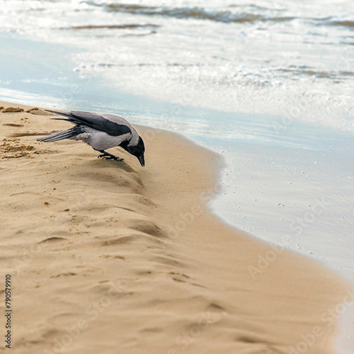 ptak kawka na morskiej plaży © rpetryk