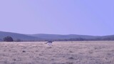 Arranges an aerial shot of a kangaroo leaping through open fields, the patches of warm brown in the landscape echoing the animal s fur, adding to the sense of motion and energy