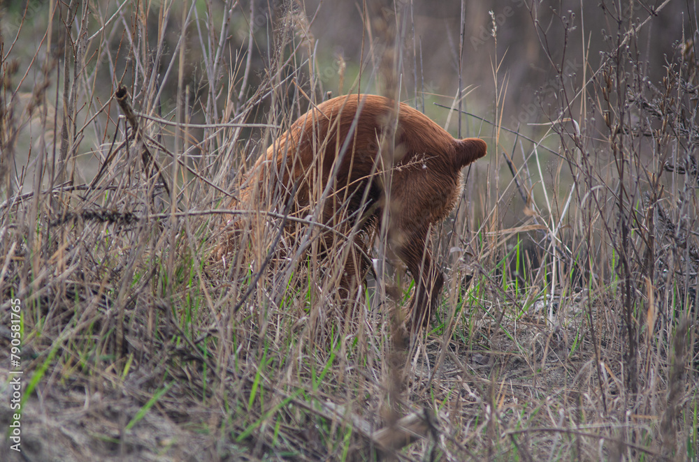 The cocker spaniel hunting in tall grass The cocker spaniel hunting in tall grass