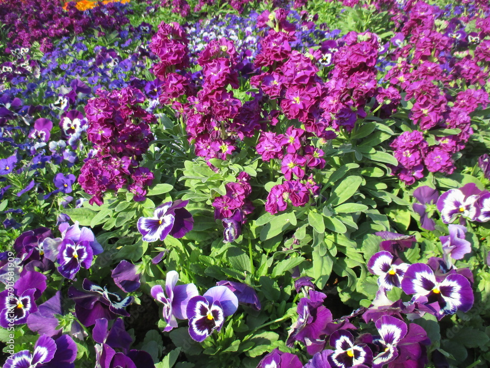 秋の花壇に美しく咲く、パンジーなどの美しい花々 秋の花壇に美しく咲く、パンジーなどの美しい花々