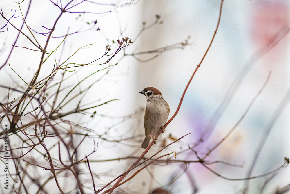 Beautiful birds in the autumn city. Beautiful birds in the autumn city.