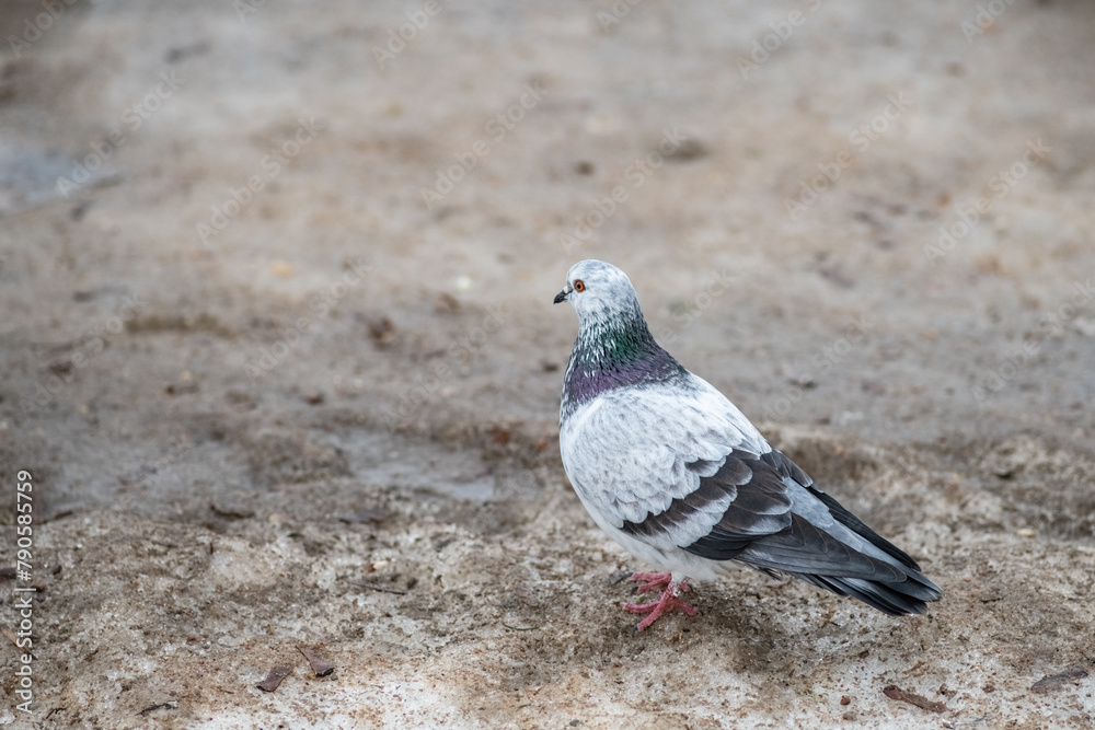 Beautiful birds in the autumn city.