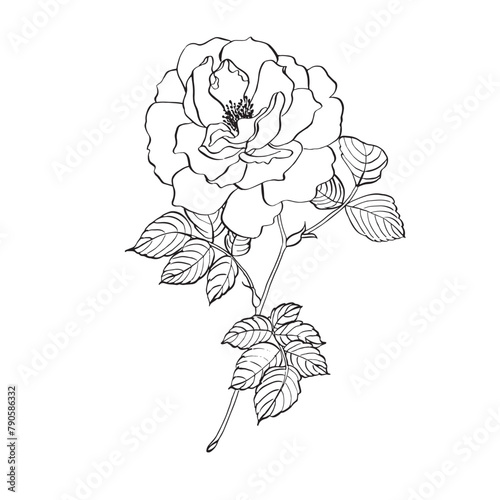Wild rose flower with leaves. Vector hand drawn floral illustration of blooming rose hip in line art style. Sketch