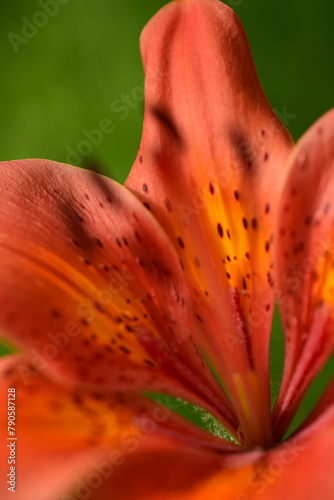 Red lily petals. Close-up. Macro.