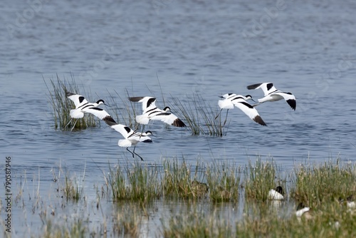 Common avocet ( Recurvirostra avosetta), flying over a body of water. The birds are black and white
