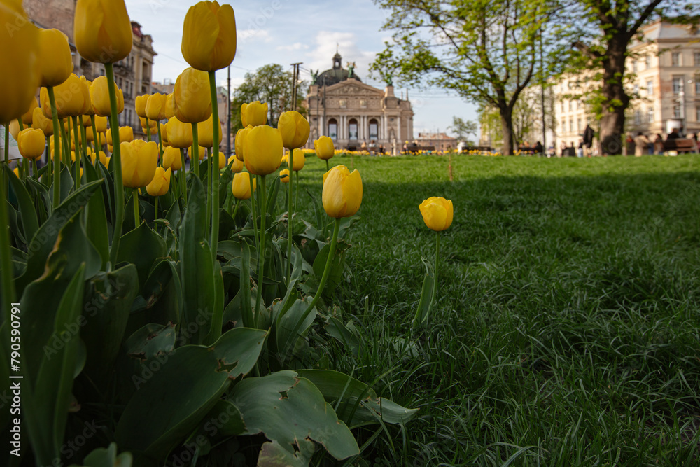 Φωτογραφία tulips flowerbed on Lviv city