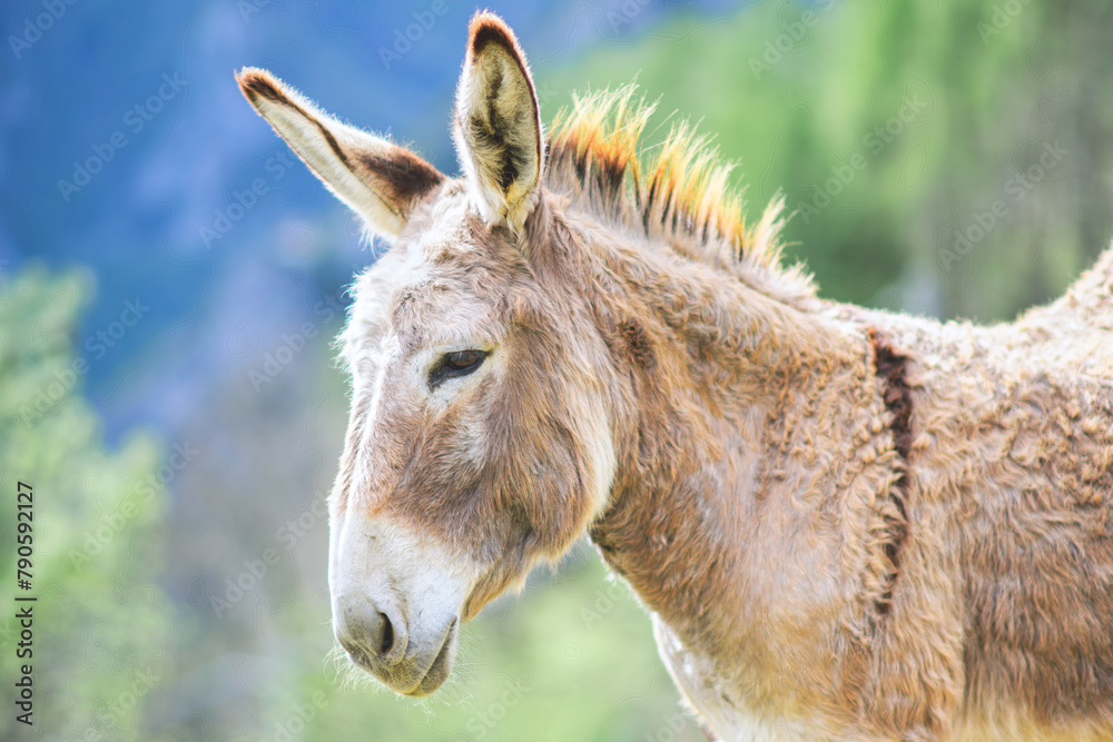 Portrait of a donkey in the mountains - obrazy, fototapety, plakaty 