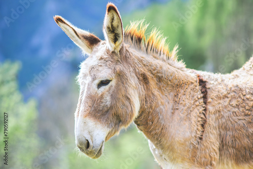 Portrait of a donkey in the mountains