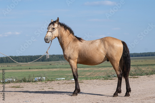 Portrait of a beautiful young horse on a farm. © shymar27