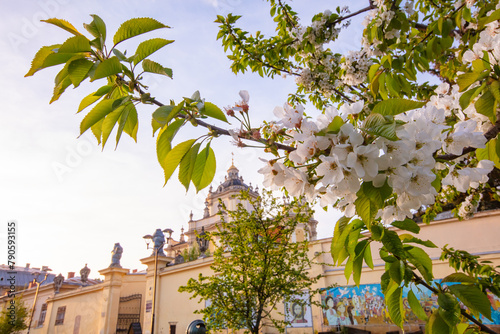 tulips flowerbed on Lviv city