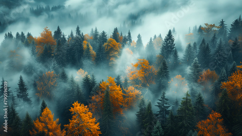 Morning fog over the forest photo