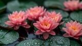   A cluster of pink water lilies atop a verdant, water-dotted leaves