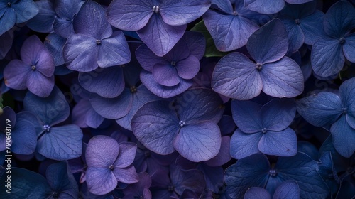  petals boast purple hue, green leaves crown top and base photo