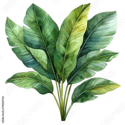 watercolor painting design of a green philodendron leaf isolated on transparent background photo