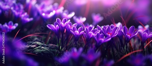 Purple Hydrangea flower background, Hydrangea macrophylla photo