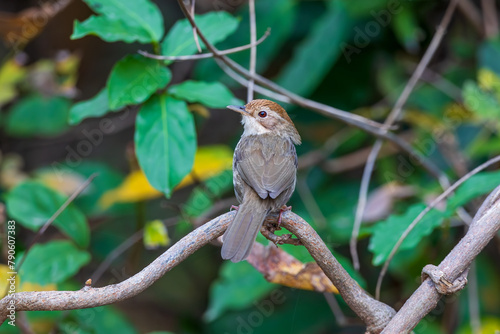 Puff-throated babbler or Spotted babbler (Pellorneum ruficeps) at Ajodhya Hills, Purulia, West Bengal, India photo