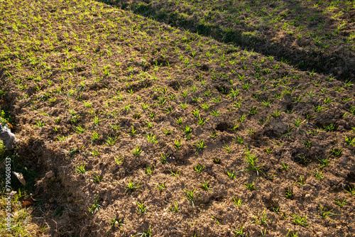 Φωτογραφία Plant germination