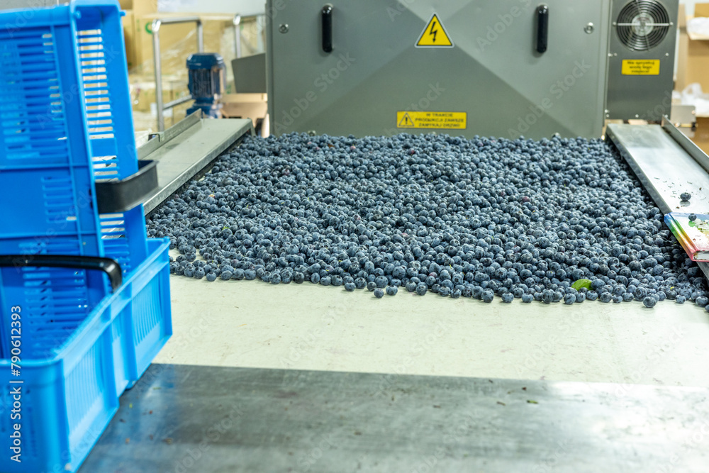 Organic agriculture, blueberry cultivation, Sorting of the highest quality blueberries, local factory,